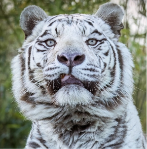 monthly-membership-image